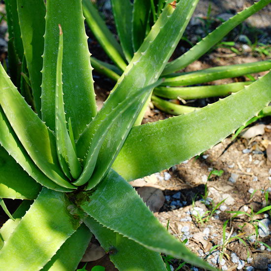 Eine Aloe Vera Pflanze