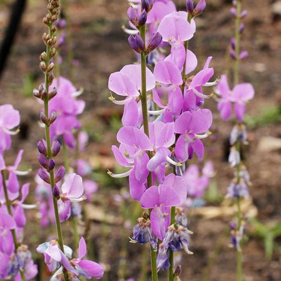 Desmodium Pflanze