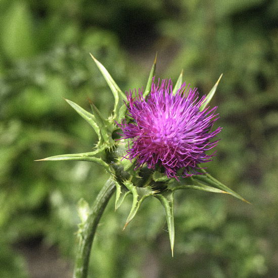 Eine blühende Mariendistel