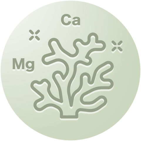 Icon Meereskoralle