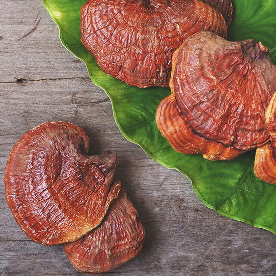 Reishi wächst im Wald