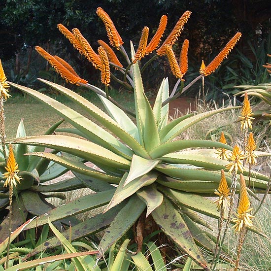 Aloe Vera in Colon Care