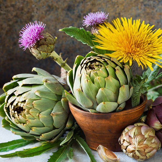 Artischocke, Mariendistel und Löwenzahn