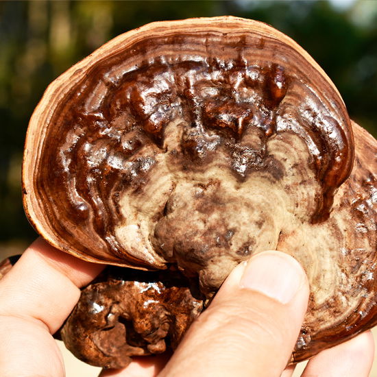 Reishi