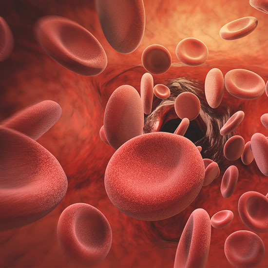 Bildung roter Blutkörperchen