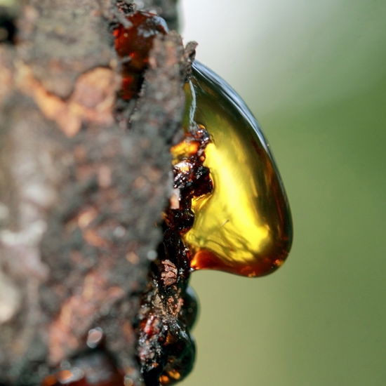 Akazienharz läuft einen Baum herunter