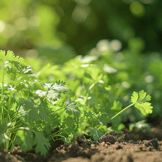 Koriander auf dem Feld